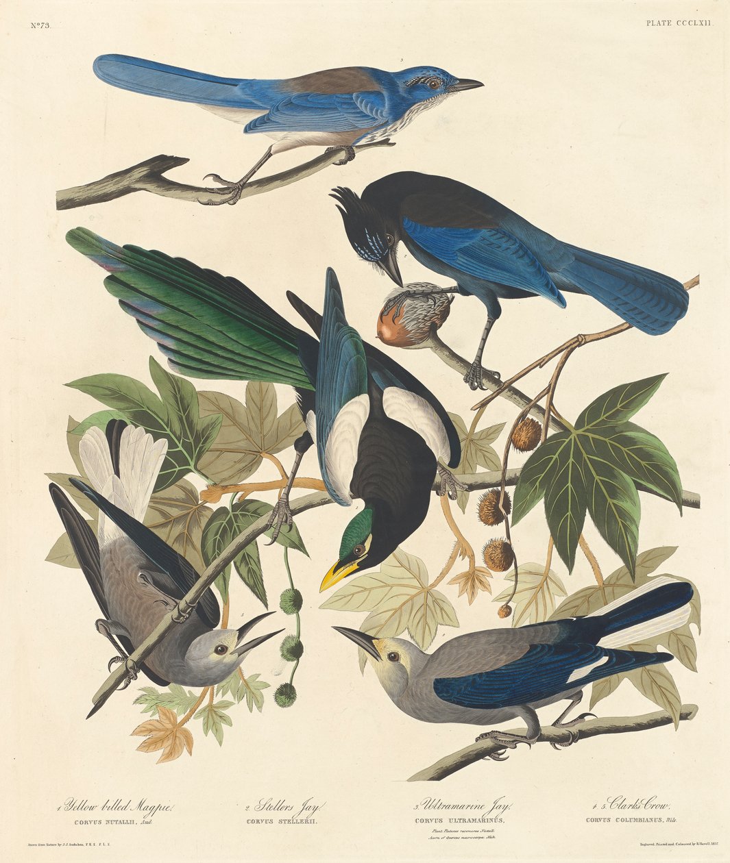 Sroka żółtodzioba, Stellers Jay, Ultramarine Jay i Clarks Crow, 1837 autorstwa John James Audubon