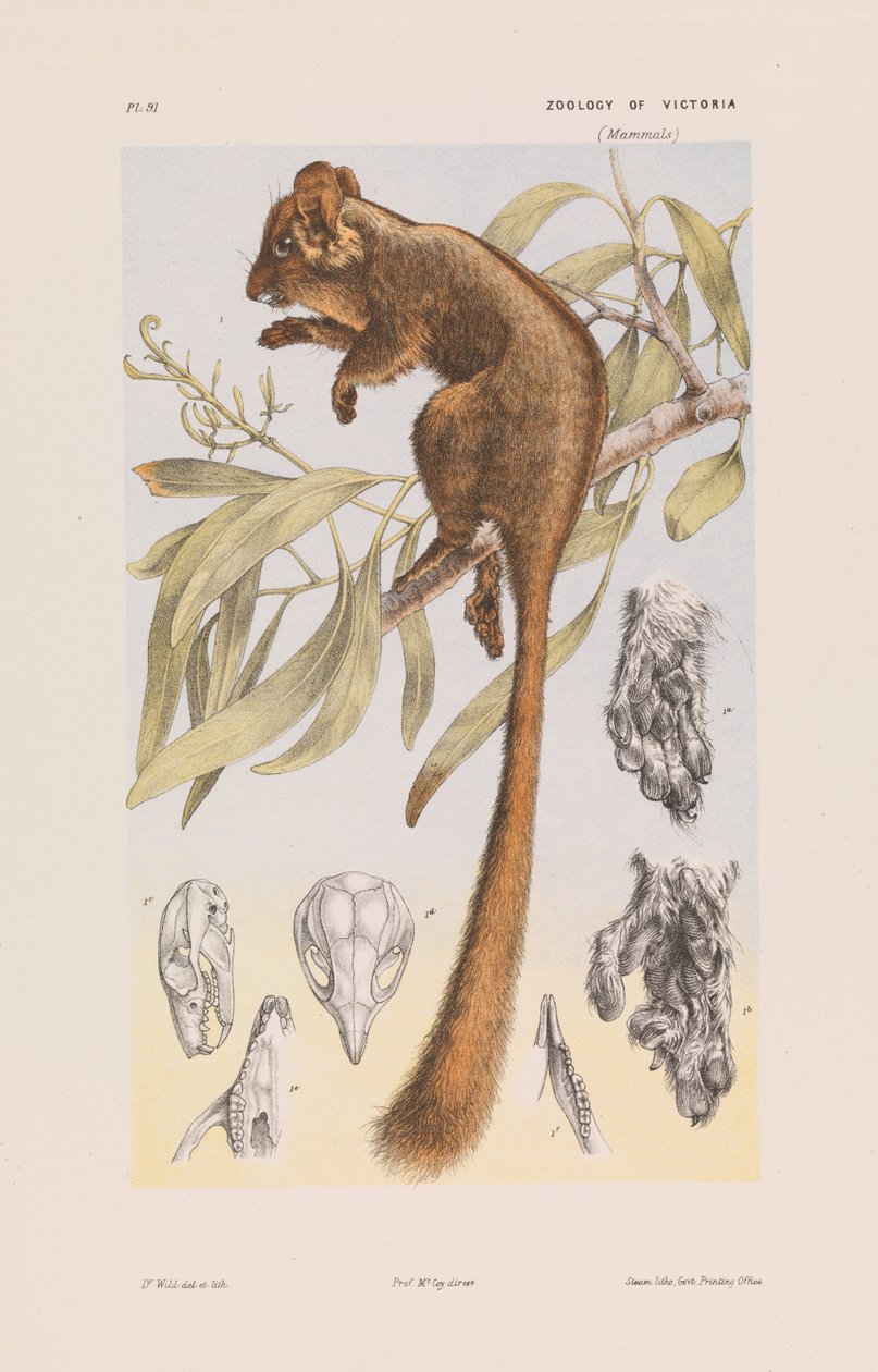 Leadbeaters Possum, Gymnobelideus leadbeateri autorstwa John James Wild