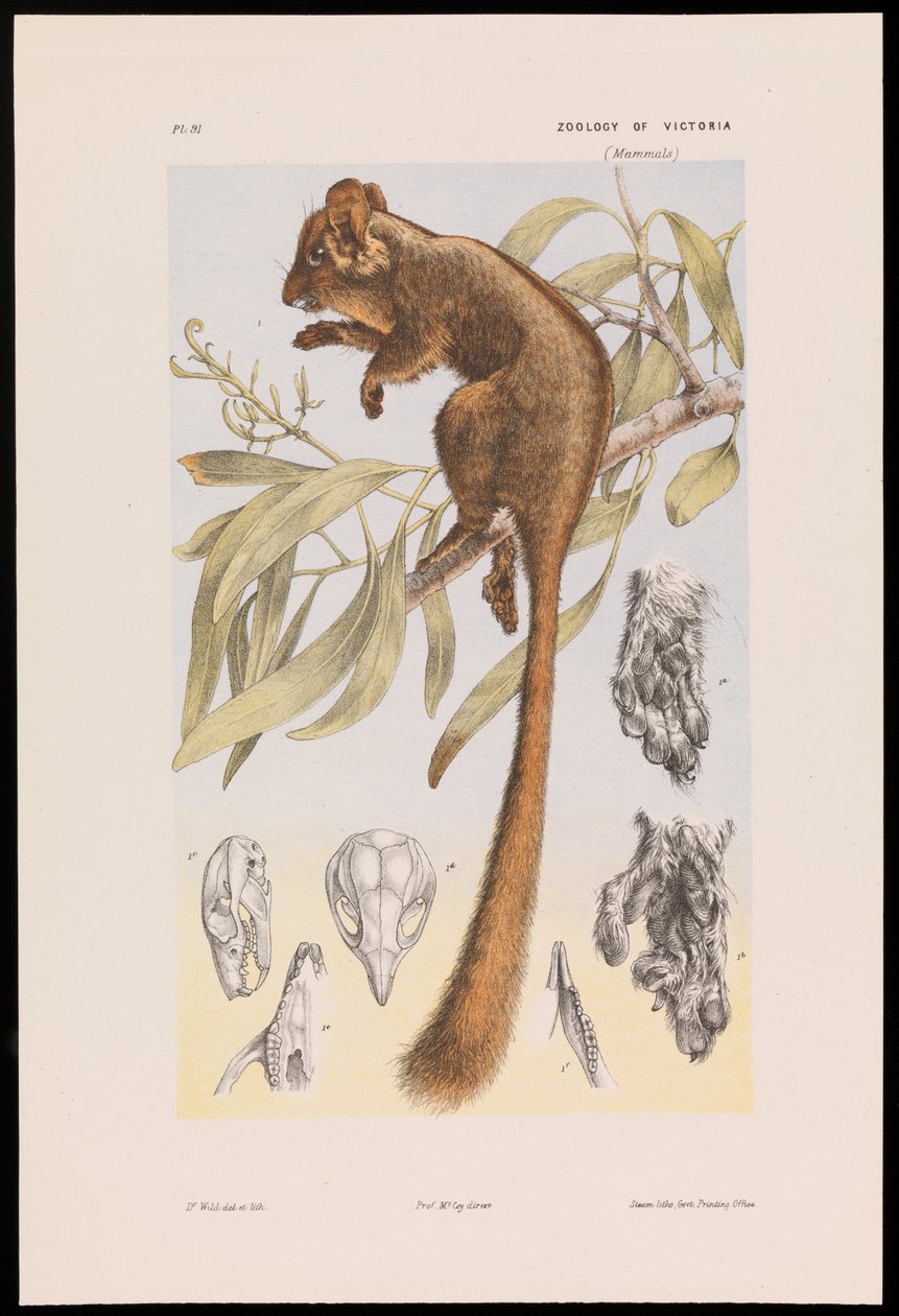 Opos Leadbeatera, Gymnobelideus leadbeateri autorstwa John James Wild