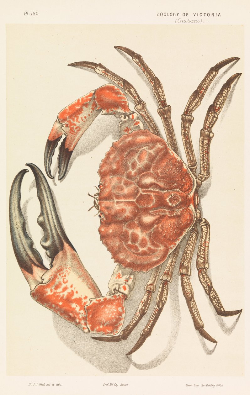 Tasmański krab olbrzymi, Pseudocarcinus gigas autorstwa John James Wild