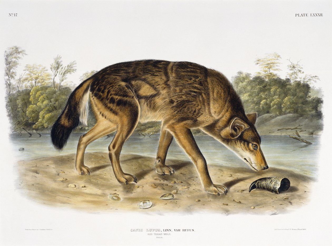 Czerwony wilk teksański, 1845 (litografia ręcznie kolorowana) autorstwa John James after Audubon