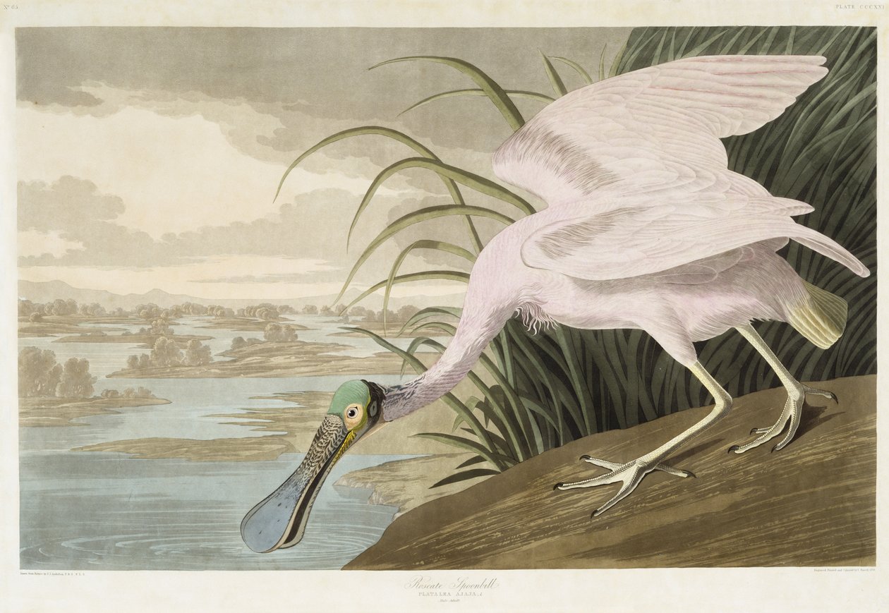 Warzęcha różowa, 1836 (ręcznie barwiona akwatinta na papierze tkanym) autorstwa John James after Audubon