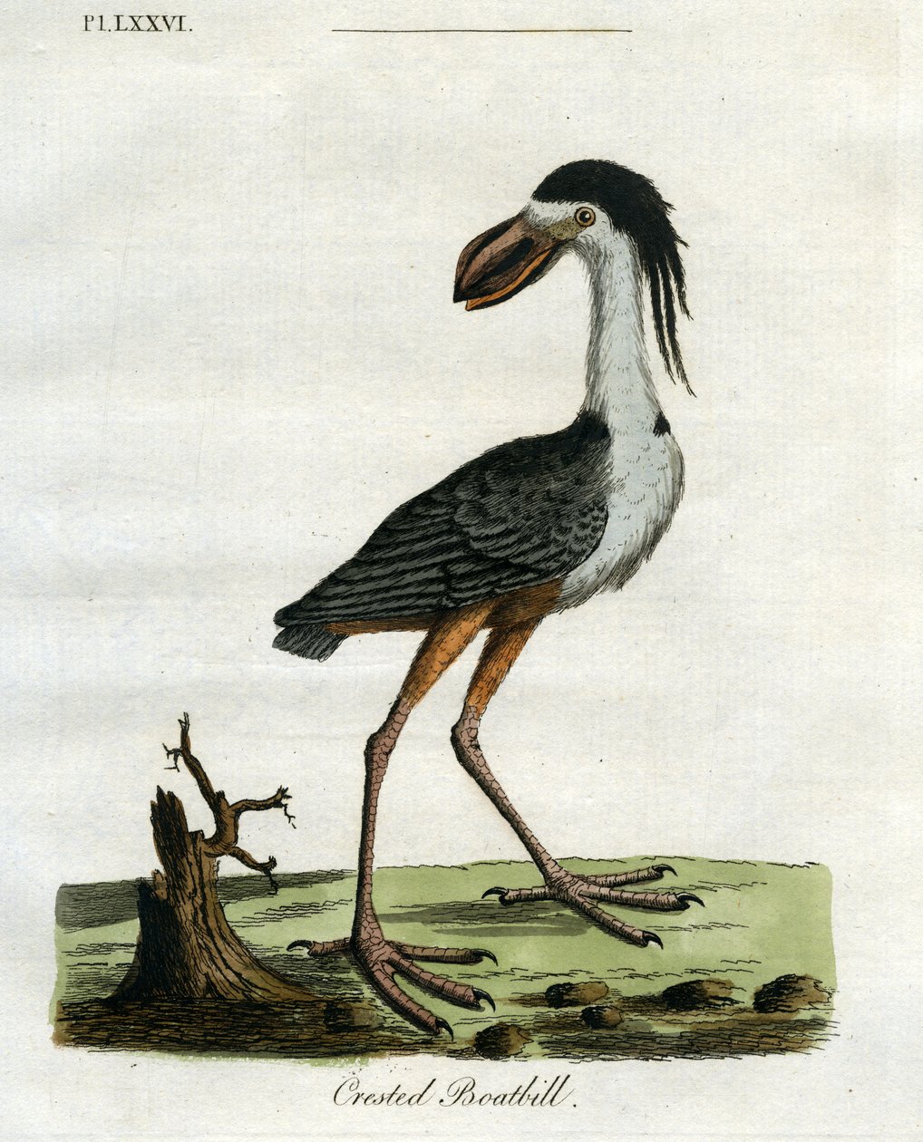 Dziób łódkowaty czubaty, 1781-5 (kolorowy grawerunek) autorstwa John Latham