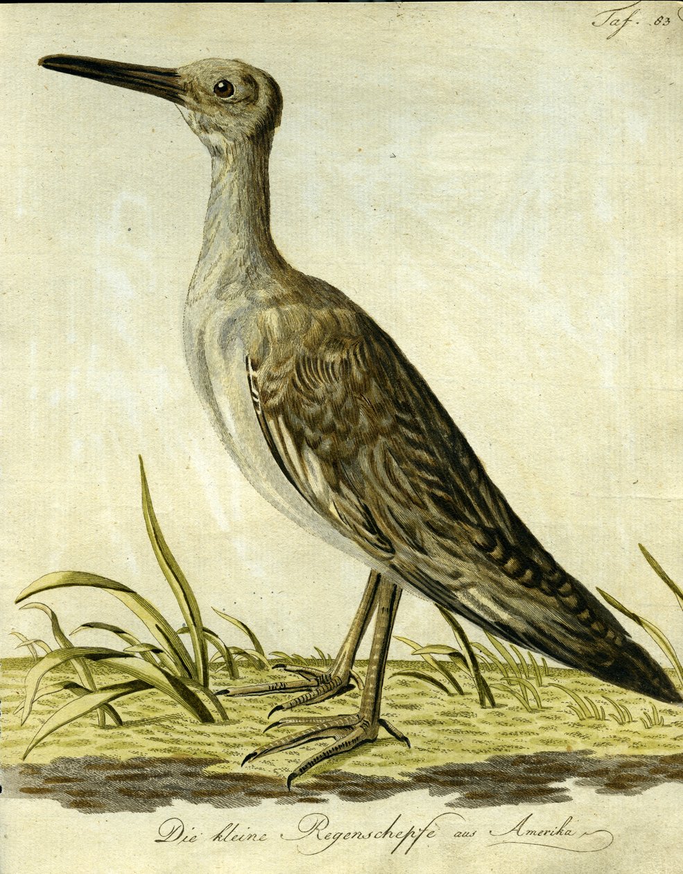 Mały amerykański snajper, 1793 (kolorowy grawerunek) autorstwa John Latham