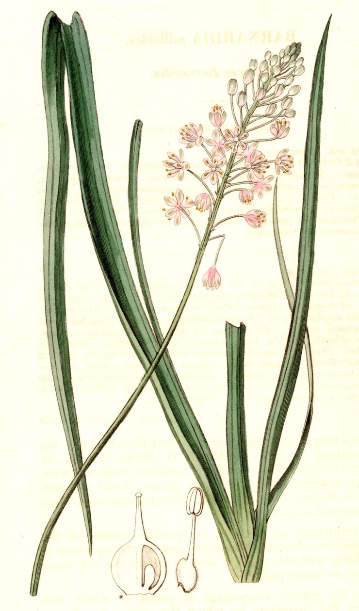Barnardia japonica autorstwa John Lindley
