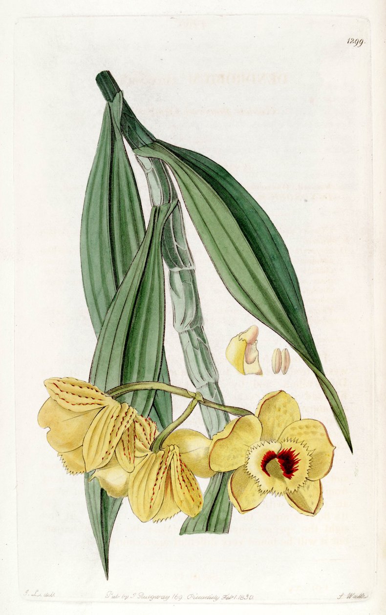 Chryzantem dendrobium autorstwa John Lindley