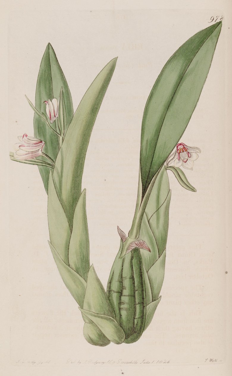 Ilustracja Erii rosea autorstwa John Lindley
