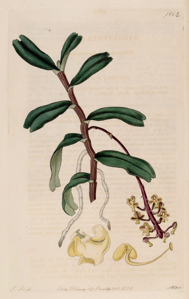 Ilustracja Robiquetia (jako syn. autorstwa John Lindley
