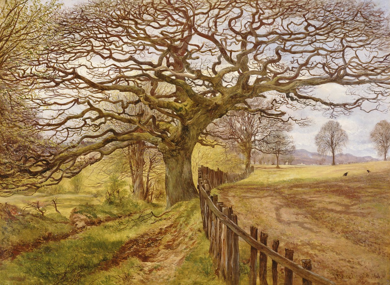 The Tree, 1861  autorstwa John Milne Donald