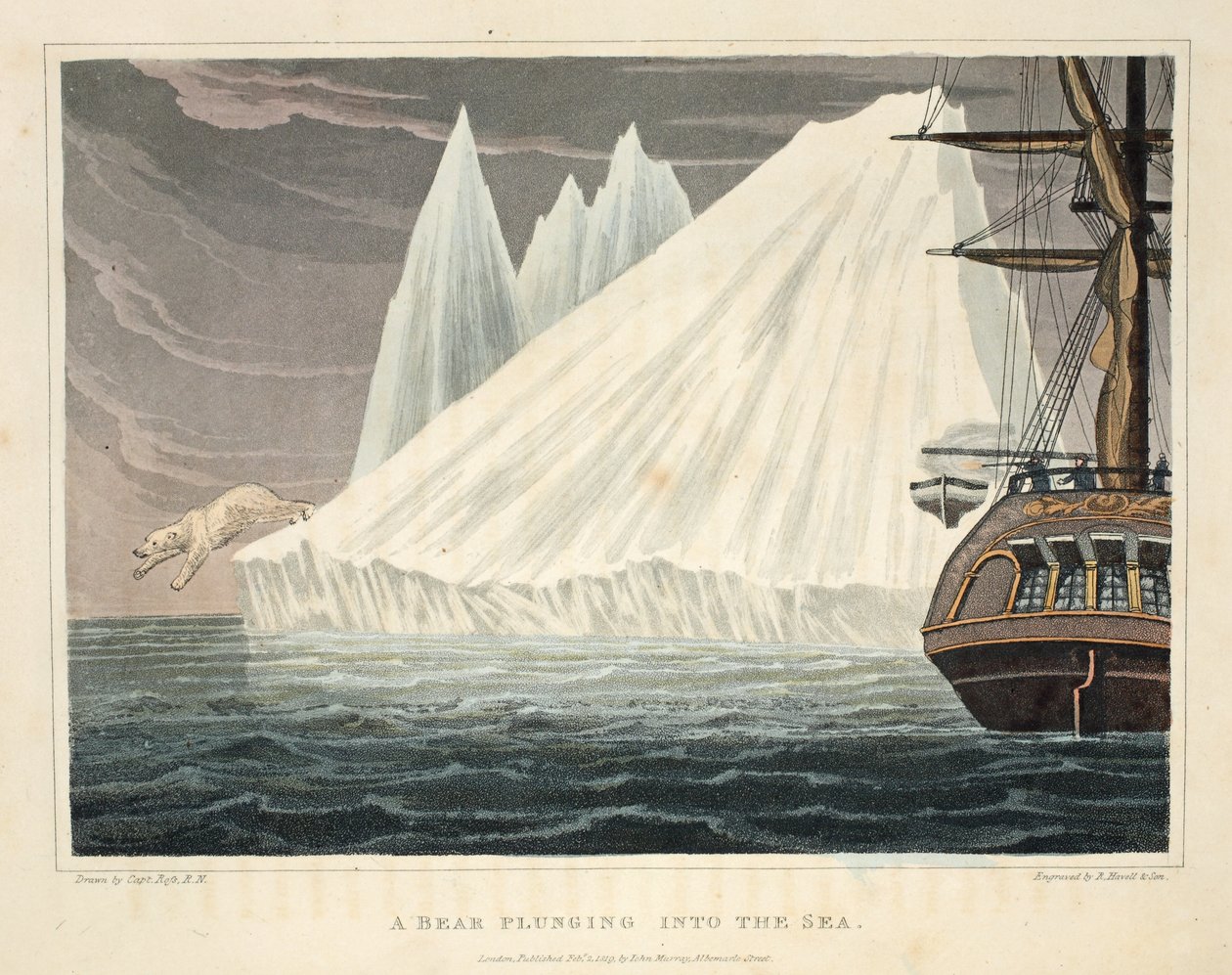 Niedźwiedź zanurzający się w morzu, ilustracja z „Podróży odkrywczej...”, 1819 (ręcznie kolorowana grawerunek) autorstwa John Ross