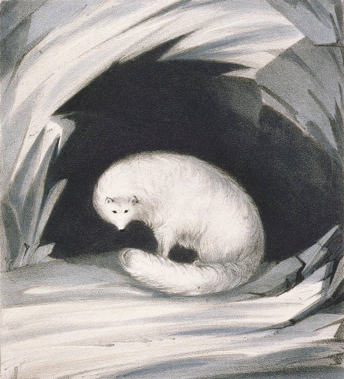 Arctic Fox, z "Narrative of a Second Voyage in Search of a North-West Passage (1829-33)", autorstwa Sir Johna Rossa (1777-1836), wyryty przez Johna Brandarda (1812-63) autorstwa John Ross