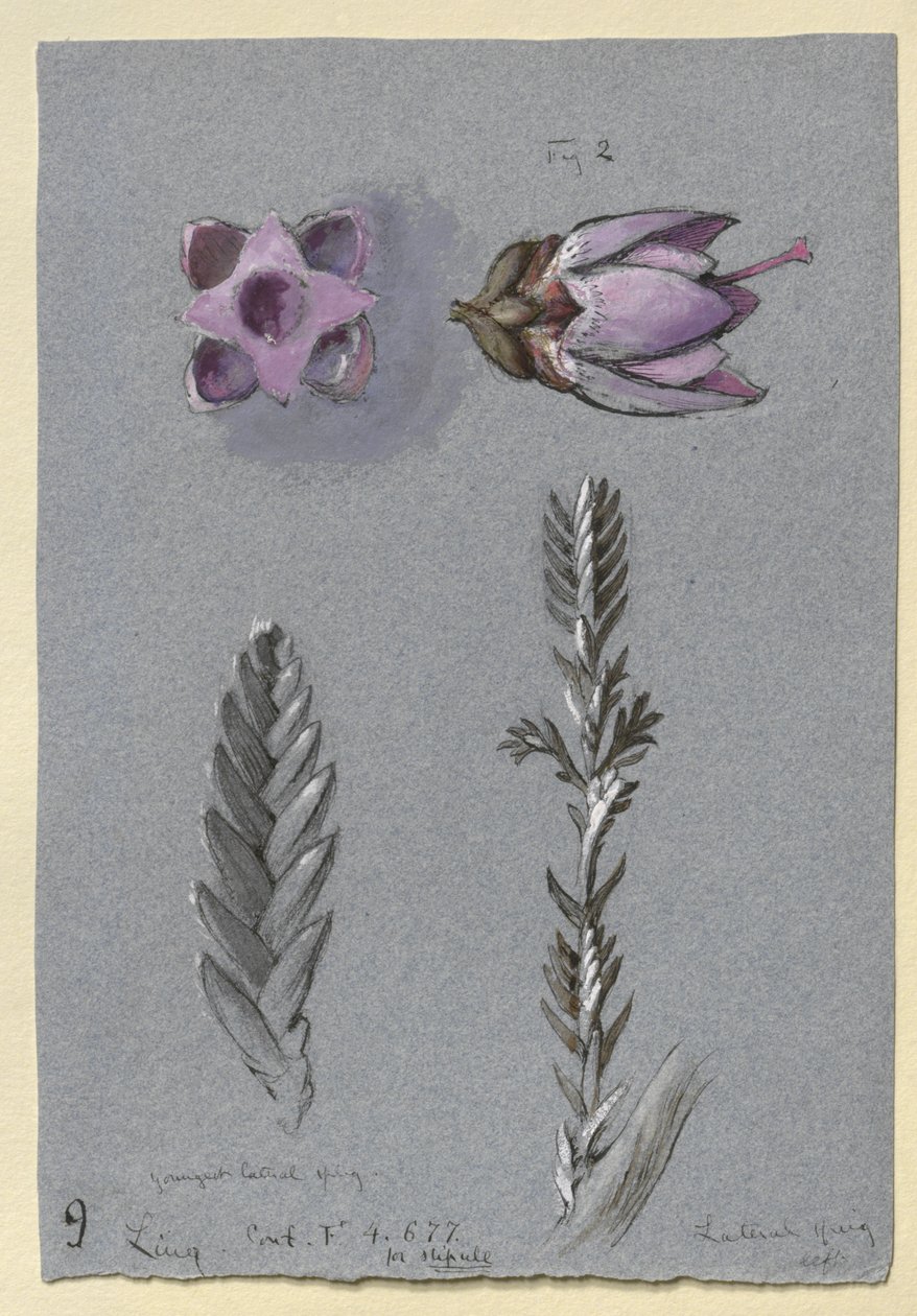 Cztery studia Linga, prawdopodobnie 14 września 1869 (akwarela, bodykolor, tusz i pióro na niebieskim papierze) autorstwa John Ruskin