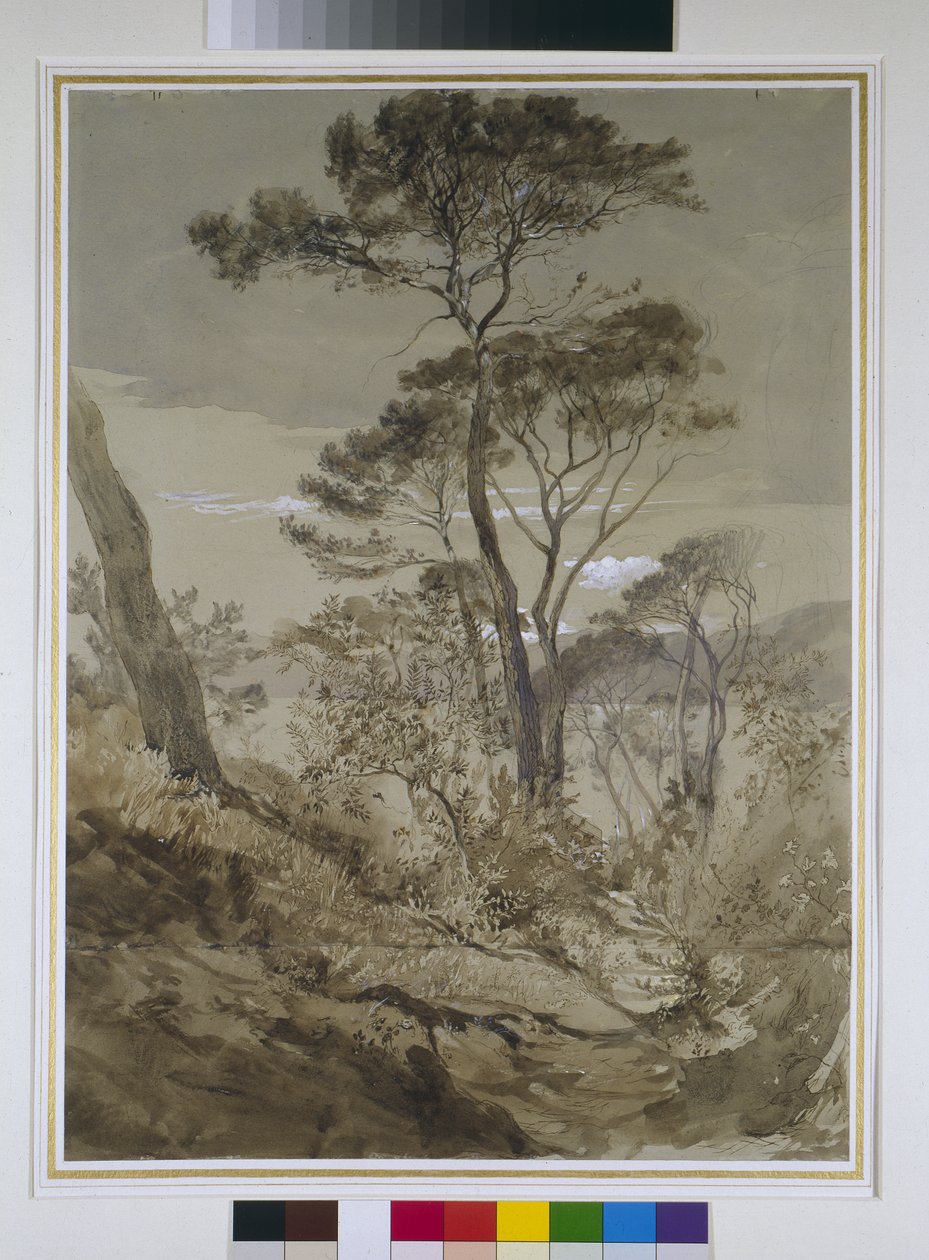 Stone Pines w Sestri, Zatoka Genuańska, 30 kwietnia 1845 (ołówek z plamami pisaka i białym kolorem ciała na papierze) autorstwa John Ruskin