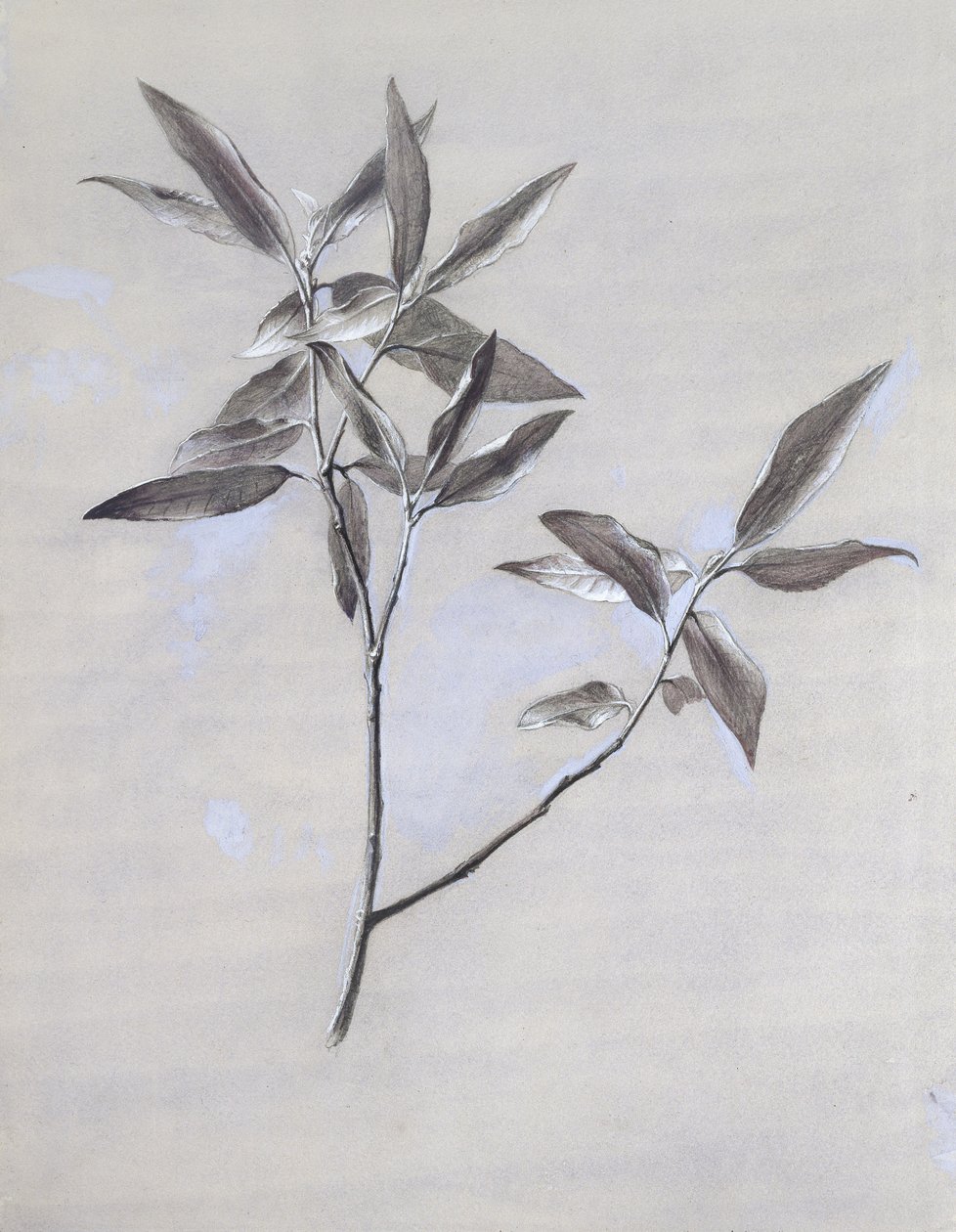 Podpowierzchnia wysuszonego sprayu oliwnego, zebranego w Weronie, po 1878 (akwarela i akwarela z grafitem na papierze woalowym) autorstwa John Ruskin