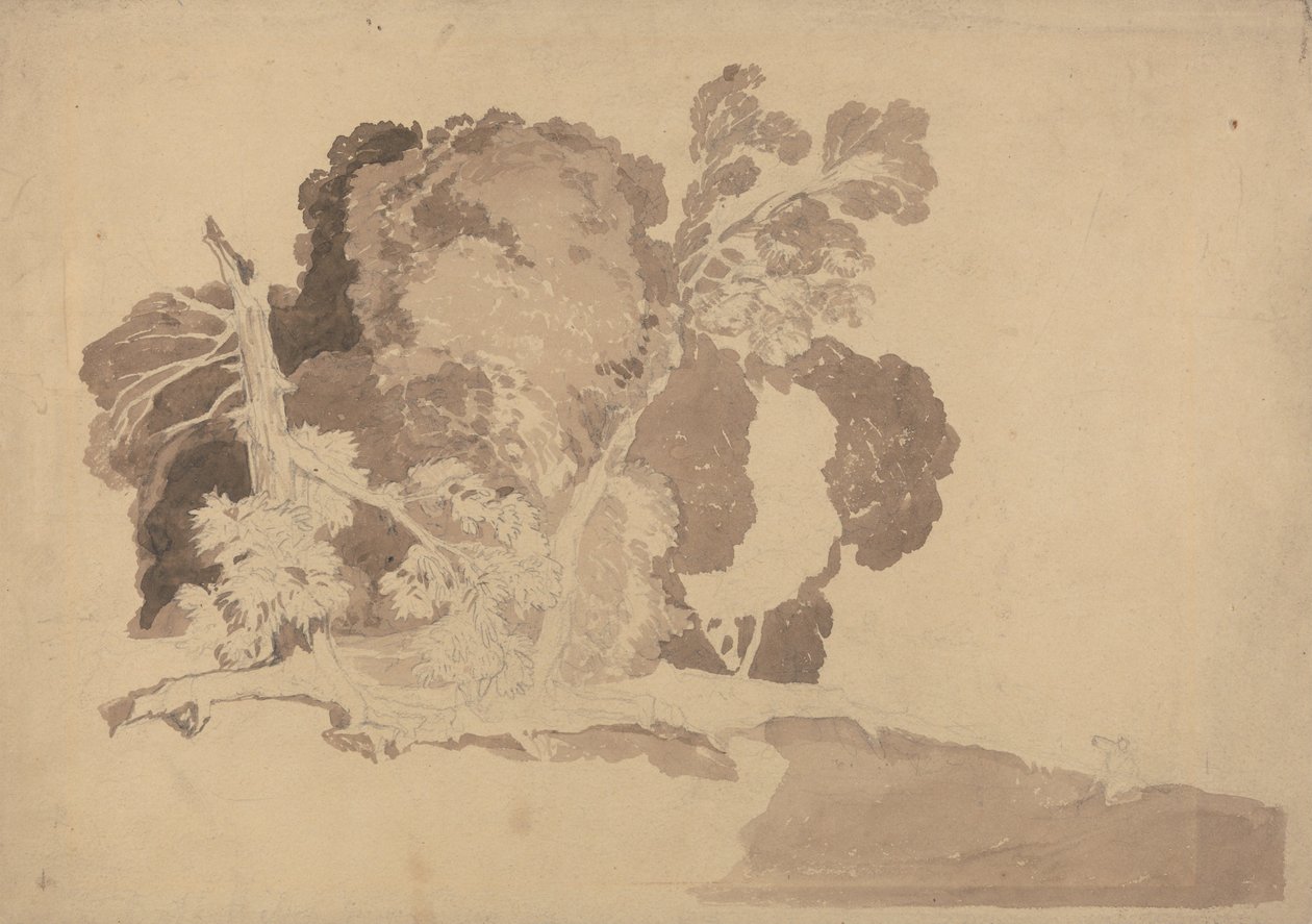 Studium Drzew autorstwa John Sell Cotman