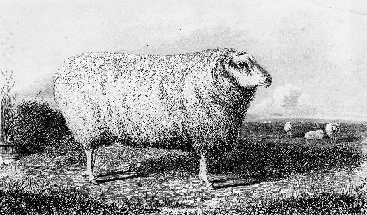 A Leicester Tup, wyryty przez Thomasa Landseera autorstwa John Sheriff