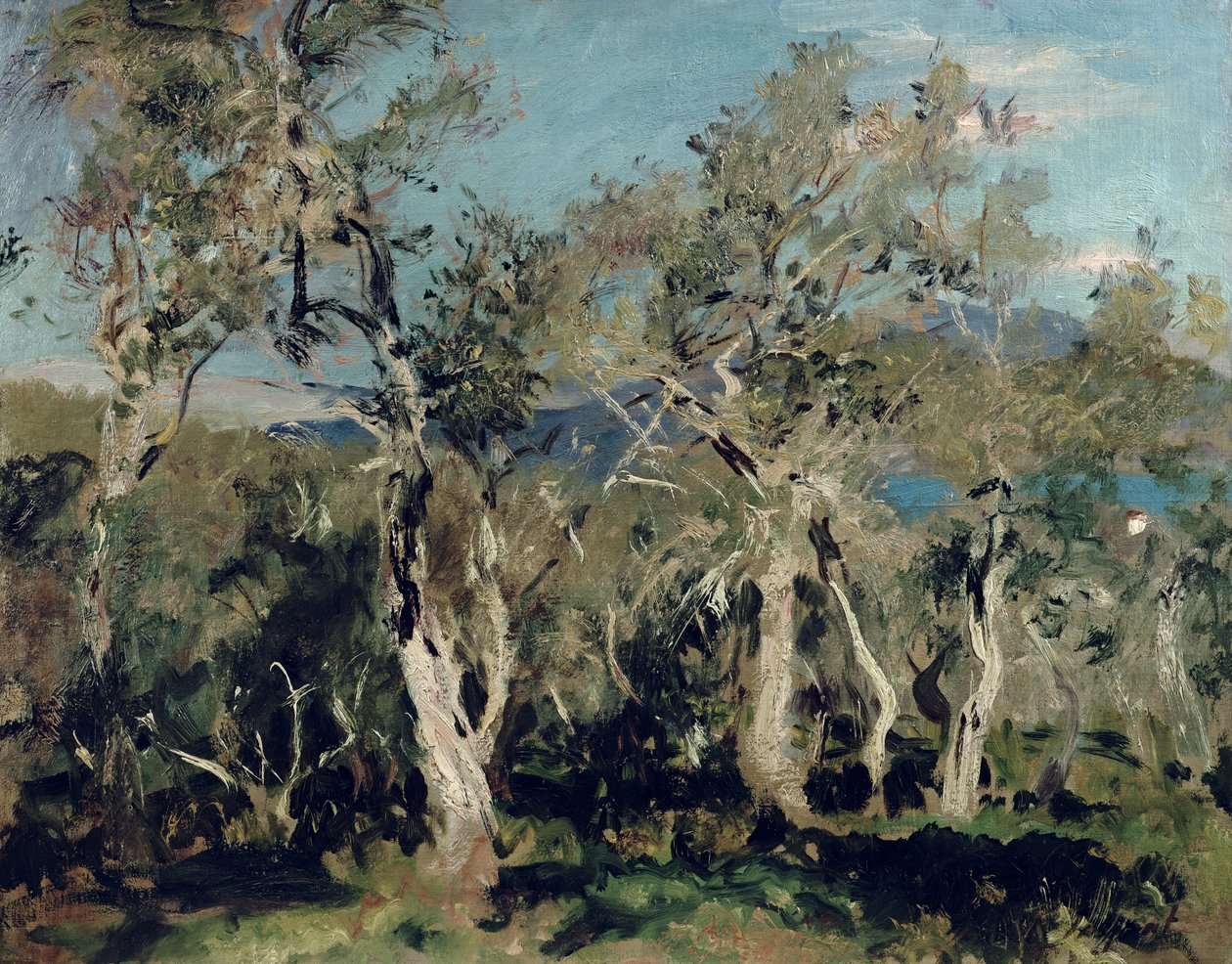 Oliwki, Korfu, 1912 autorstwa John Singer Sargent