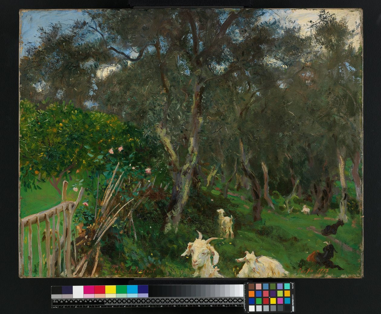 Oliwki na Korfu, 1909 autorstwa John Singer Sargent