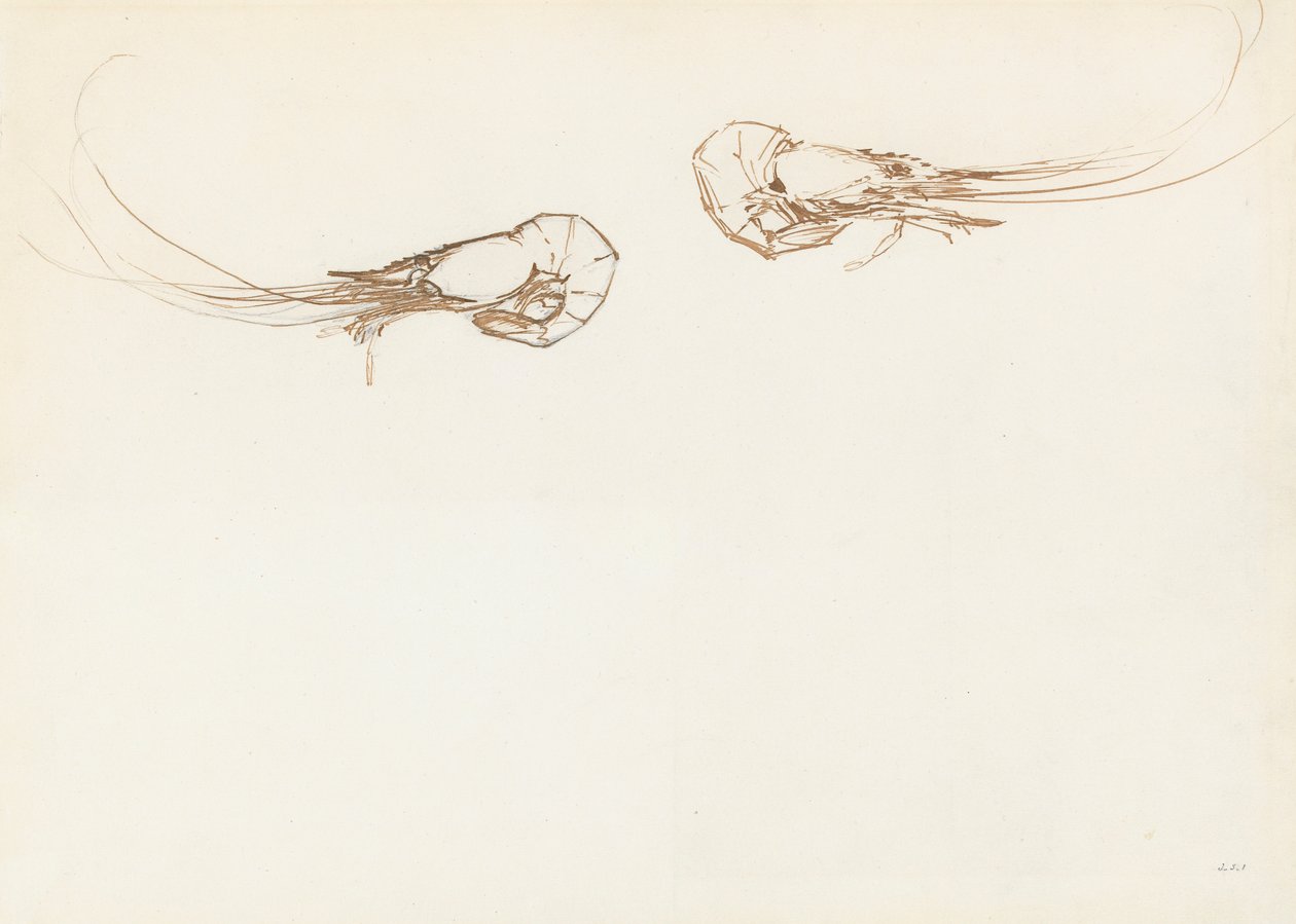 Dwie krewetki (pióro i tusz na graficie na papierze) autorstwa John Singer Sargent