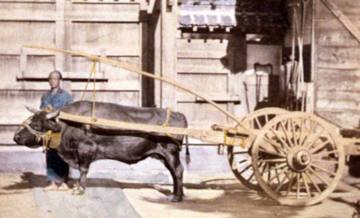 Chińczyk z wozem i wołem, 1890 (zdjęcie ręcznie kolorowane) autorstwa John Thomson
