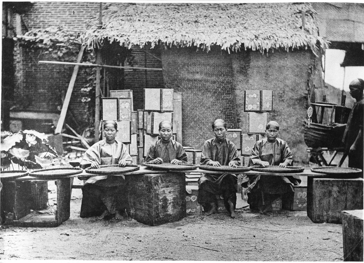 Zbieranie herbaty w Kantonie, ok. 1872 r. autorstwa John Thomson