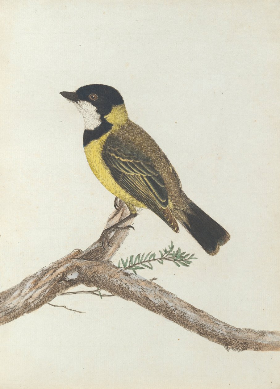 Pleśniawka czarna korona.Lewin, John. Ptaki Nowej Południowej Walii wraz z ich historią naturalną. Sydney- G. Howe... autorstwa John William Lewin