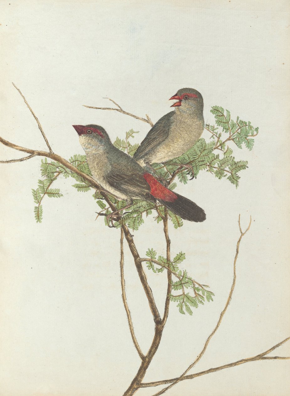 Wspólny grubodziób.Lewin, John. Ptaki Nowej Południowej Walii wraz z ich historią naturalną. Sydney- G. Howe, ... autorstwa John William Lewin