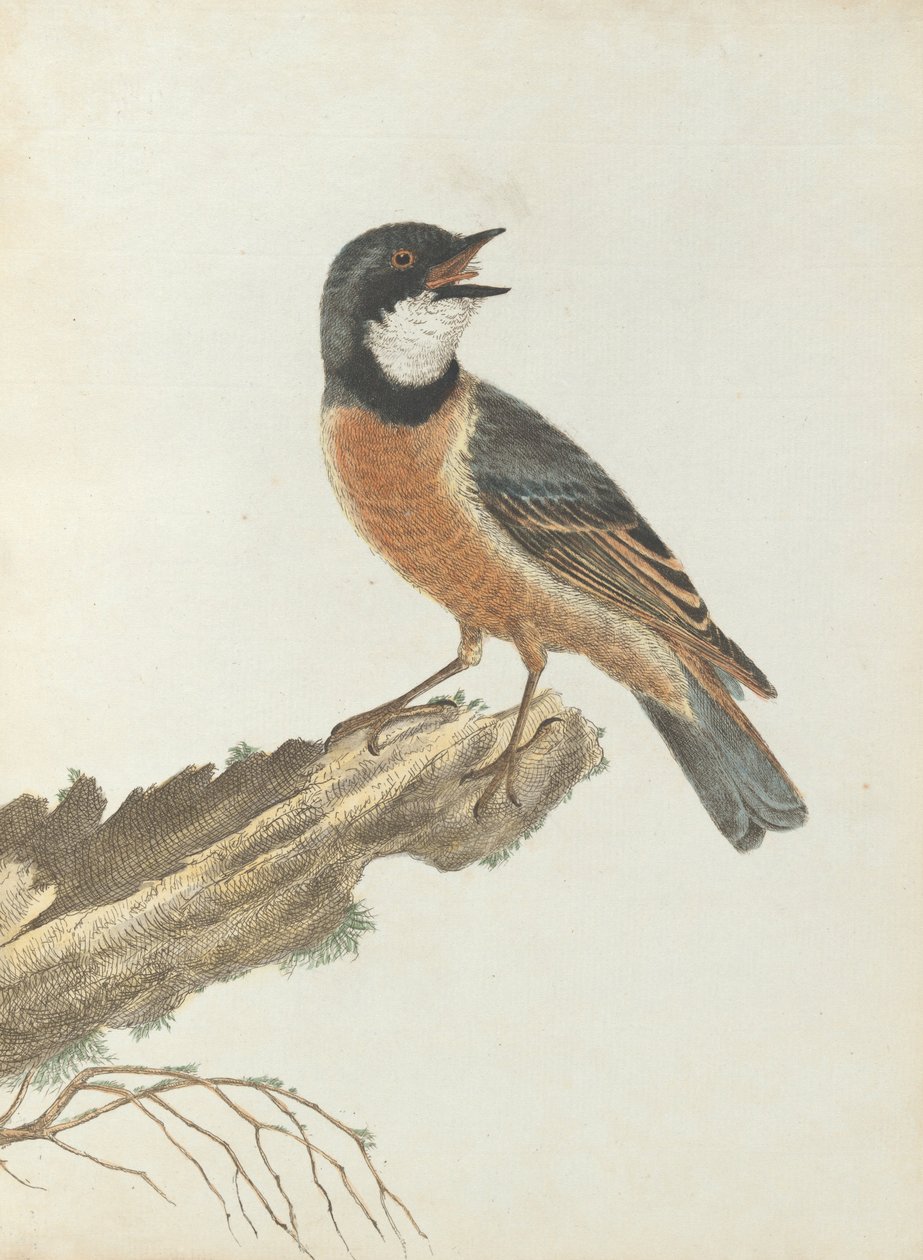 Pomarańczowa pleśniawka piersiowa.Lewin, John. Ptaki Nowej Południowej Walii wraz z ich historią naturalną. Sydney- G. Ho... autorstwa John William Lewin