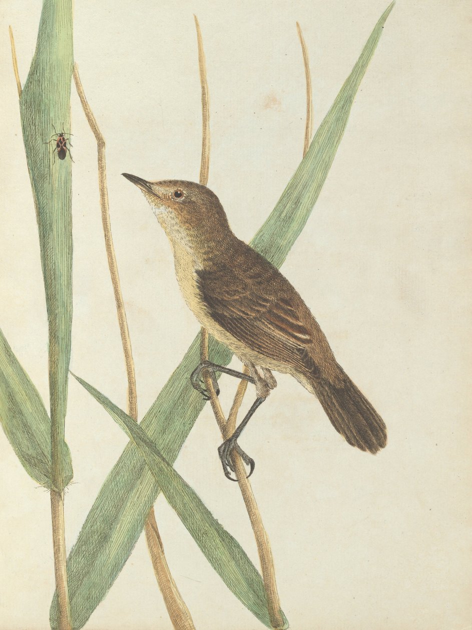 Reed trzcinnik.Lewin, John. Ptaki Nowej Południowej Walii wraz z ich historią naturalną. Sydney- G. Howe, 1813 autorstwa John William Lewin