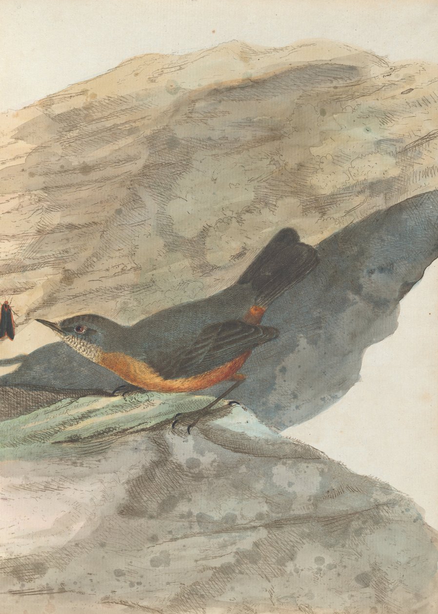 Rock warbler.Lewin, John. Ptaki Nowej Południowej Walii z ich historią naturalną. Sydney- G. Howe, 1813. autorstwa John William Lewin