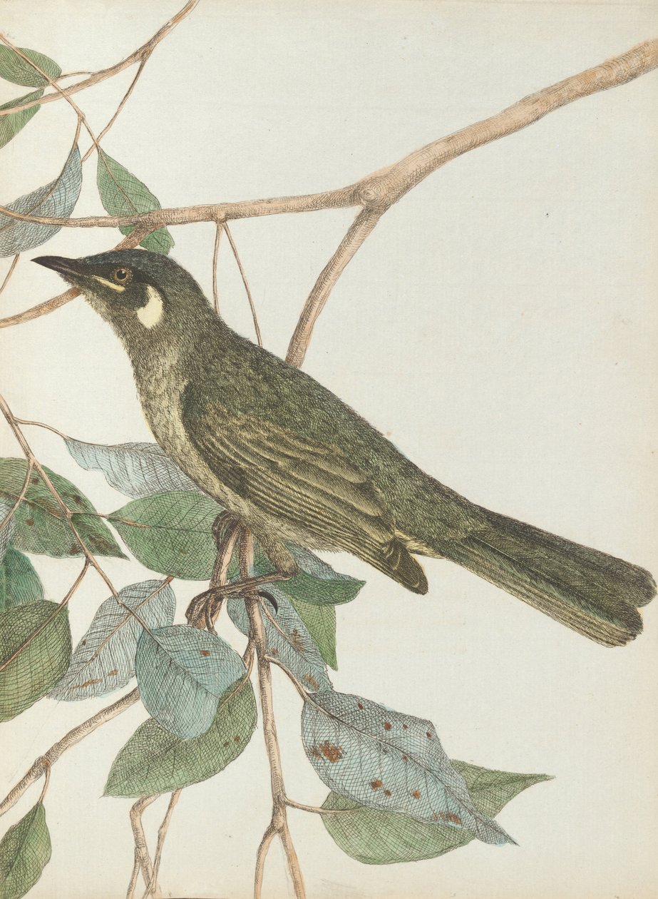 Wiciokrzew żółty ucha.Lewin, John. Ptaki Nowej Południowej Walii wraz z ich historią naturalną. Sydney- G. ... autorstwa John William Lewin