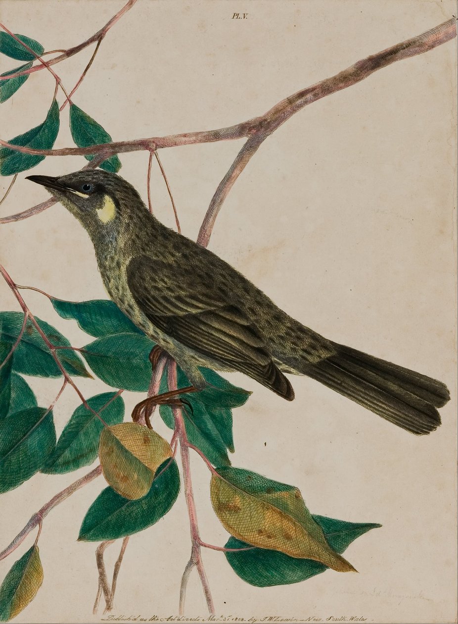 Wiciokrzew żółty (Meliphaga chrysotis) autorstwa John William Lewin