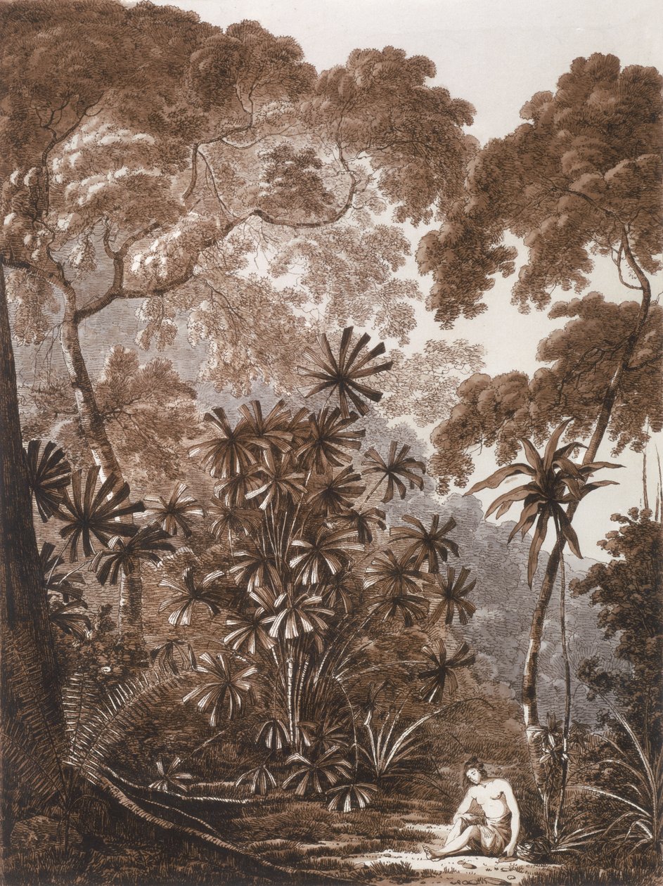 Palma wachlarzowa na wyspie Krakatoa, z „Widoków na morzach południowych”, wyd. 1788 autorstwa John Webber