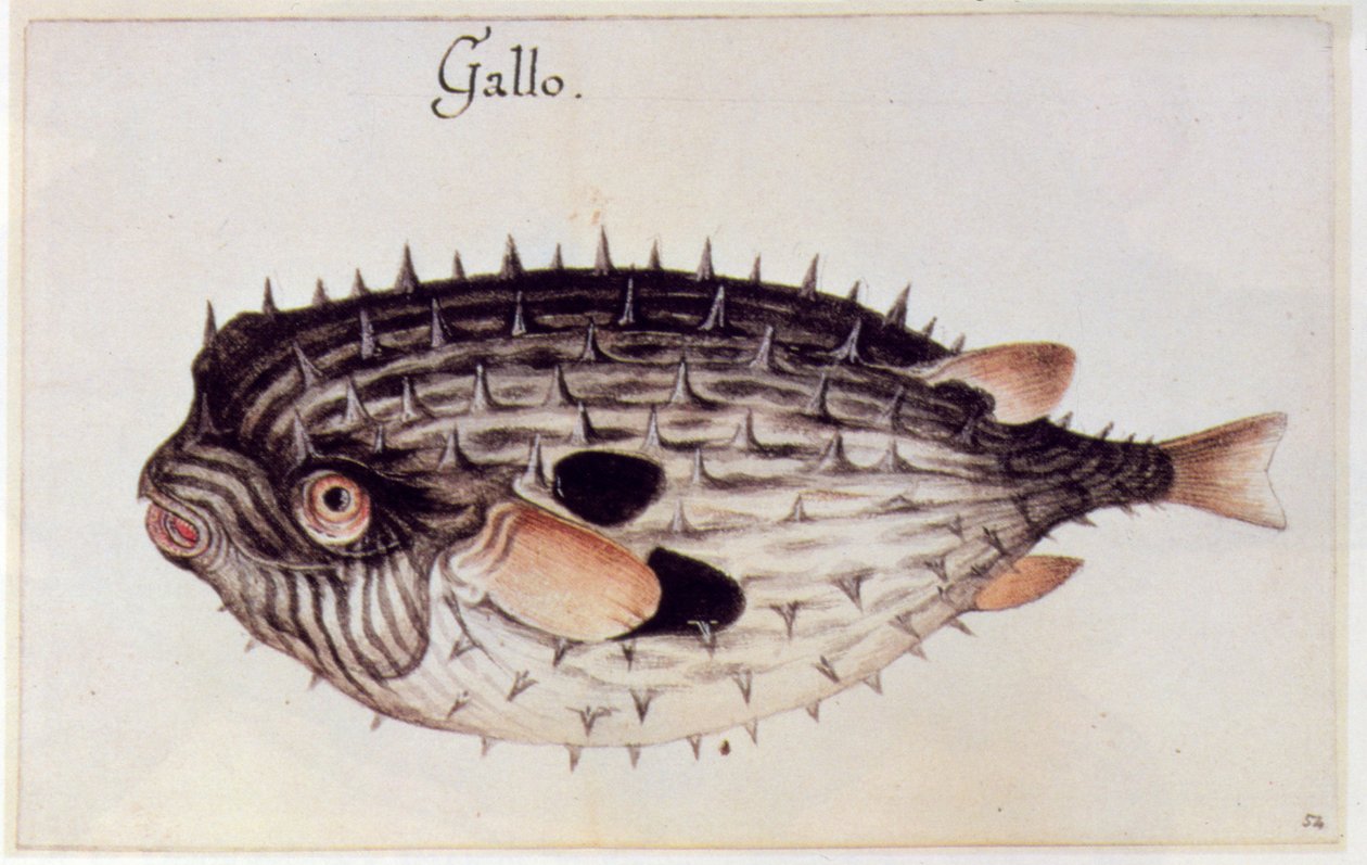 Burrfish autorstwa John White
