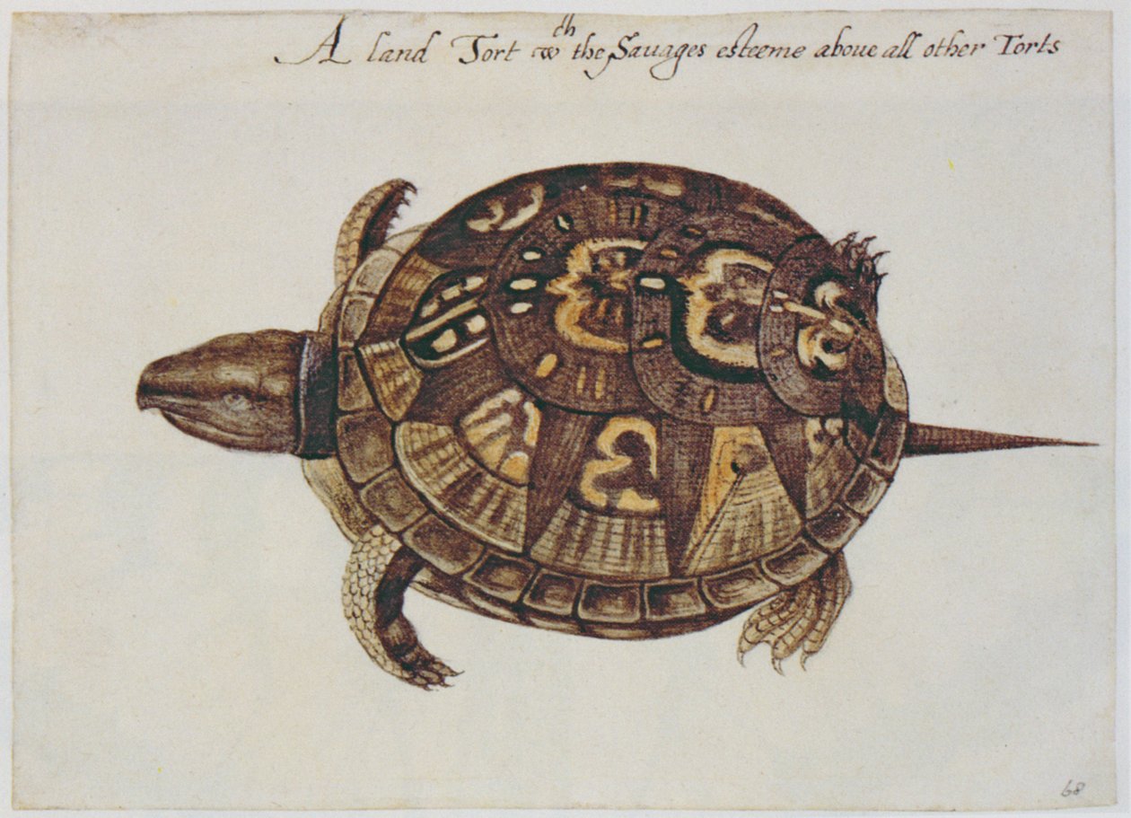 Żółw zwyczajny (litografia) autorstwa John White