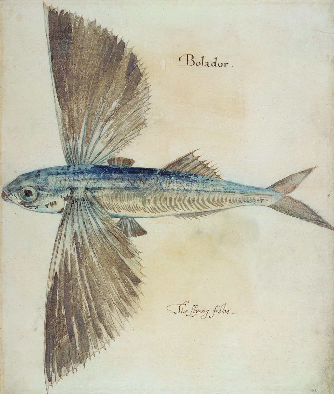 Latająca ryba autorstwa John White