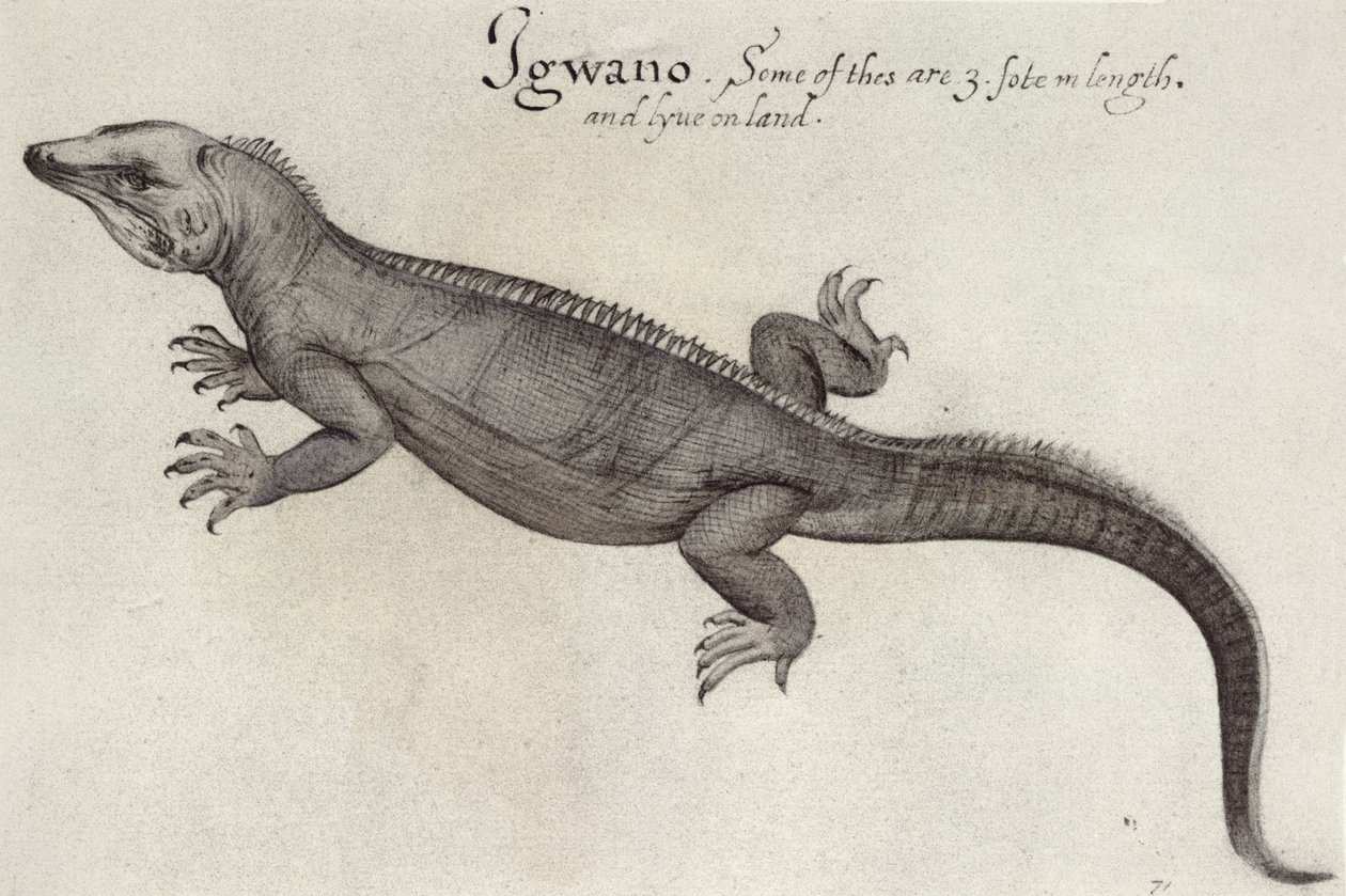 Legwan autorstwa John White