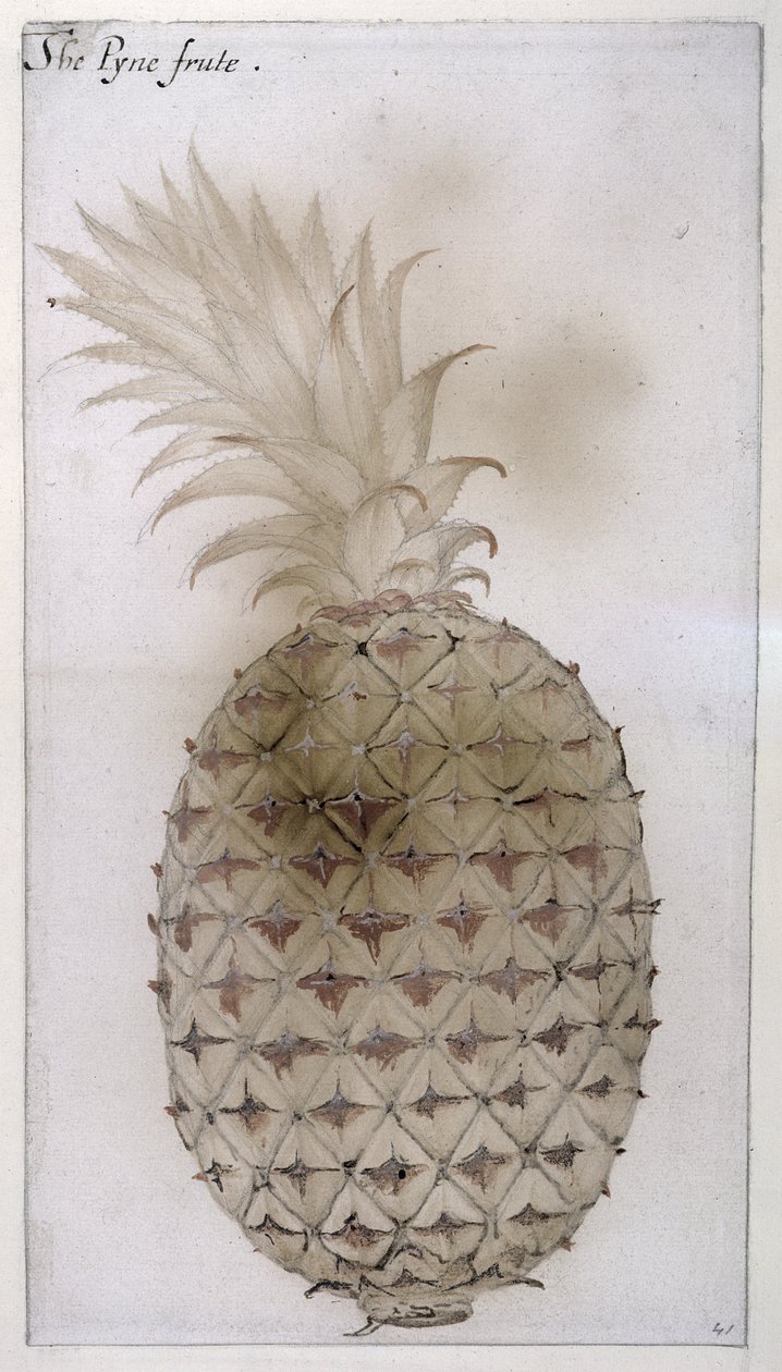 Ananas, (ołówek, wc i bodycolor na papierze) autorstwa John White