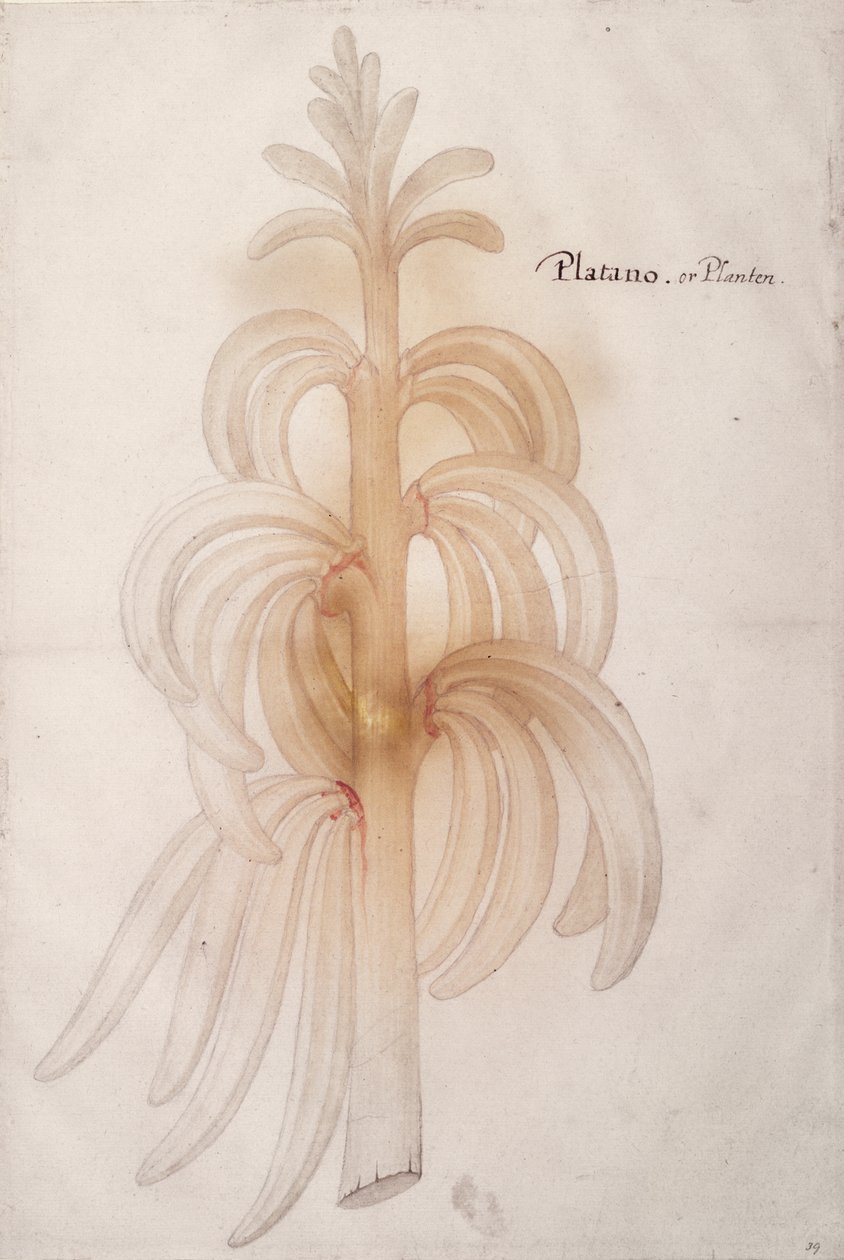 Babka, ok.1590 autorstwa John White