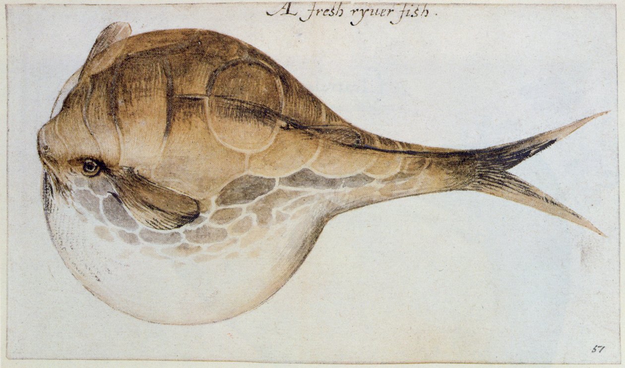 Puffer (litografia) autorstwa John White