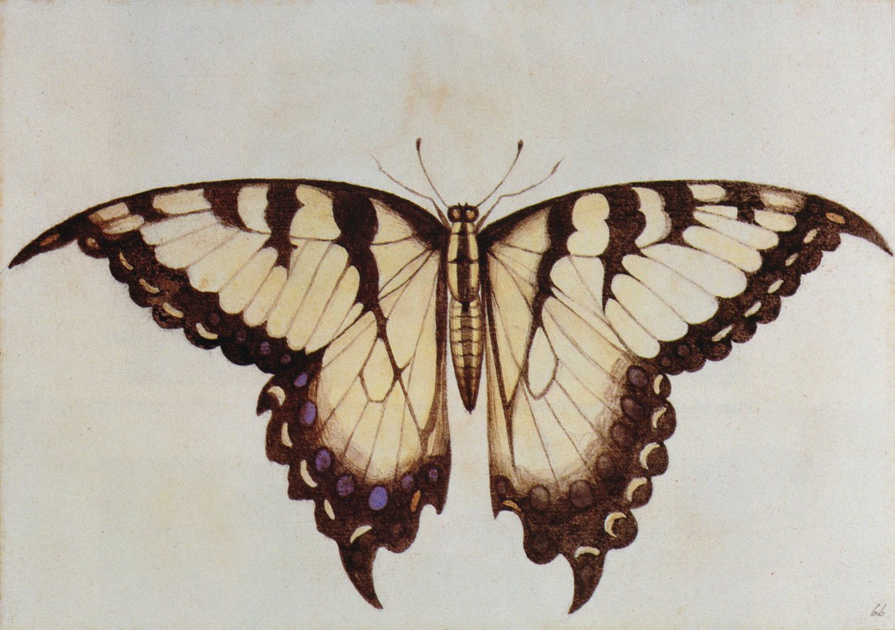 Motyl jaskółczy ogon (litografia) autorstwa John White