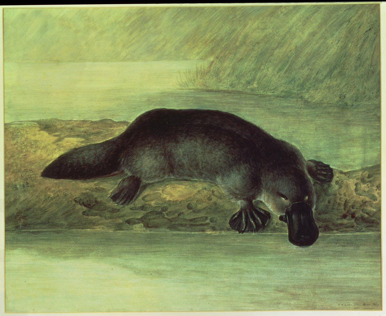 Platypus kaczodzioby, ornithorynchus paradoxus, 1810 autorstwa John William Lewin