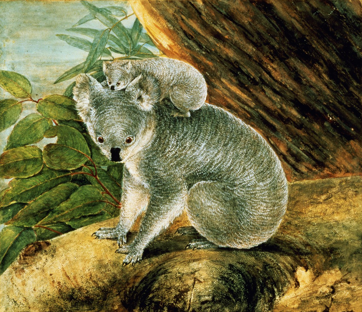 Koala i młody, 1803 autorstwa John William Lewin
