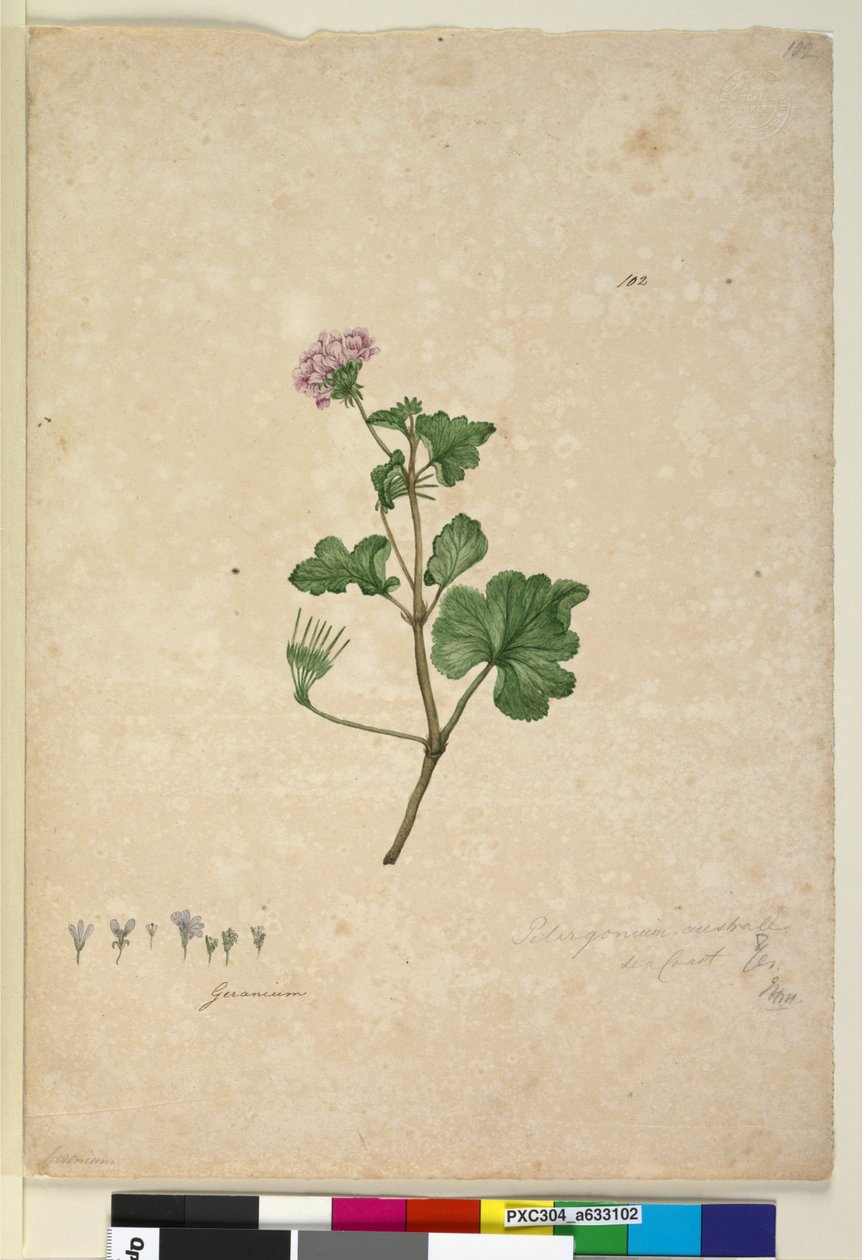 Strona 102. Pelargonium australe, c.1803-06 (toaleta, długopis, atrament i ołówek) autorstwa John William Lewin