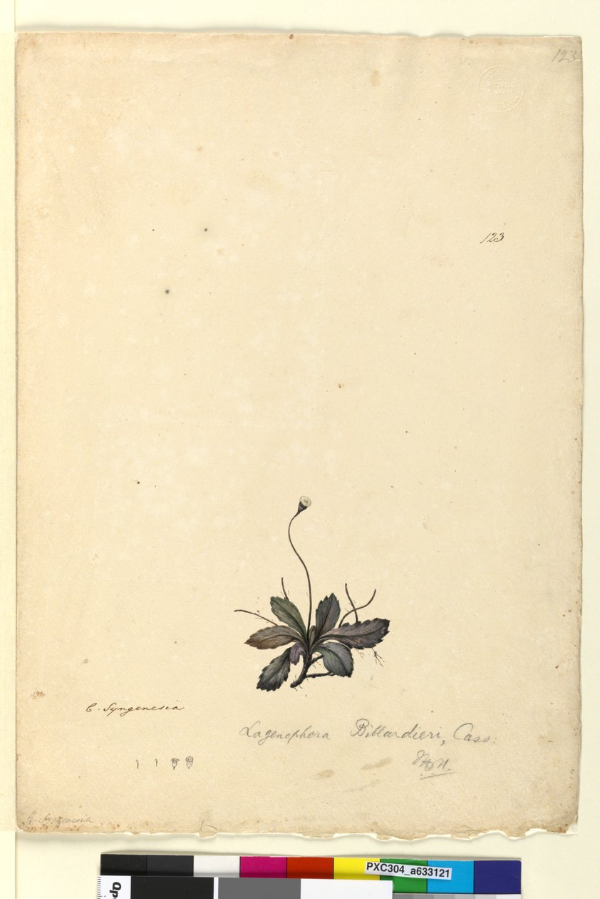Strona 123. Lagenophora billardieriLagenophora gracilis, c.1803-06 (toaleta, długopis, atrament i ołówek) autorstwa John William Lewin