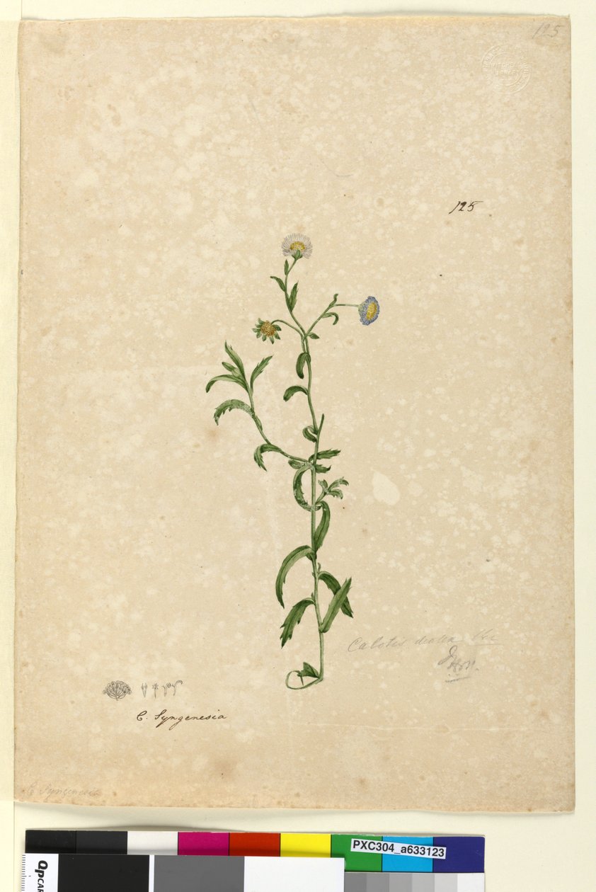 Strona 125. Calotis dentex, c.1803-06 (toaleta, długopis, tusz i ołówek) autorstwa John William Lewin