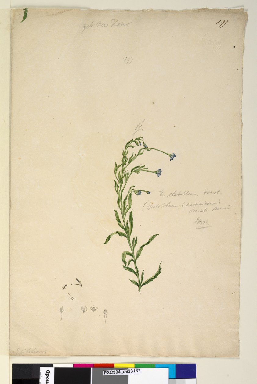 Strona 197. Epilobium glabellum, c.1803-06 (toaleta, długopis, atrament i ołówek) autorstwa John William Lewin