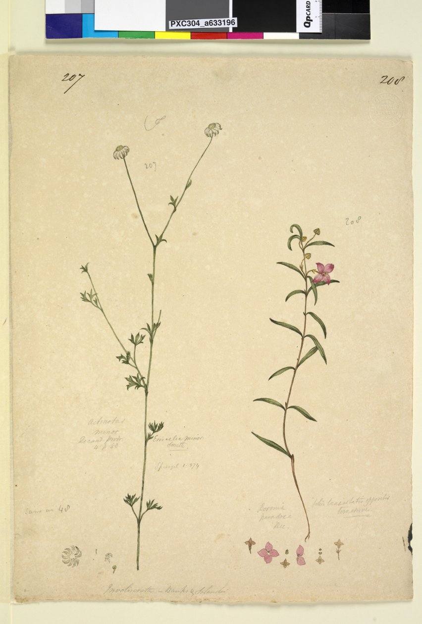 Strona 207. Actinotus minor; 208. Boronia paradoxa, c.1803-06 (toaleta, długopis, tusz i ołówek) autorstwa John William Lewin