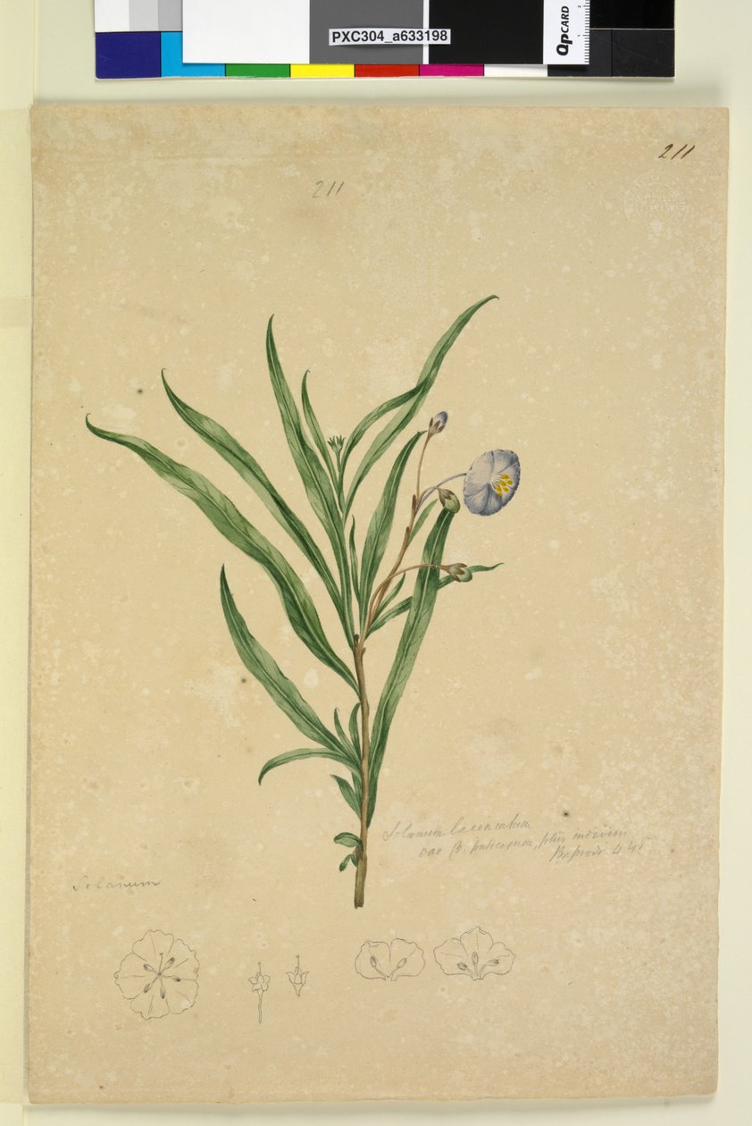 Strona 211. Solanum laciniatum, c.1803-06 (toaleta, długopis, atrament i ołówek) autorstwa John William Lewin