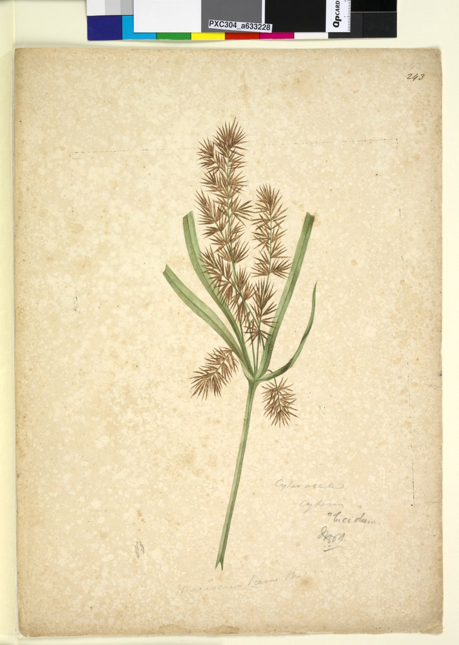 Strona 243. Mariscus, ok. 1803-06 (toaleta, długopis, atrament i ołówek) autorstwa John William Lewin